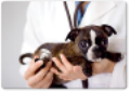 INCONTRO FORMATIVO PER MEDICI VETERINARI LIBERI PROFESSIONISTI